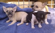 BEAUTIFUL CHIHUAHUA PUPPIES  FOR ADOPTION